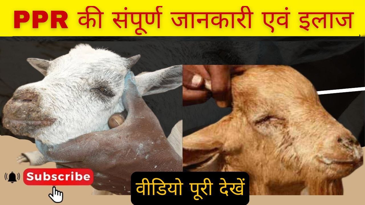 पीपीआर रोग: बकरियों में संपूर्ण जानकारी एवं इलाज