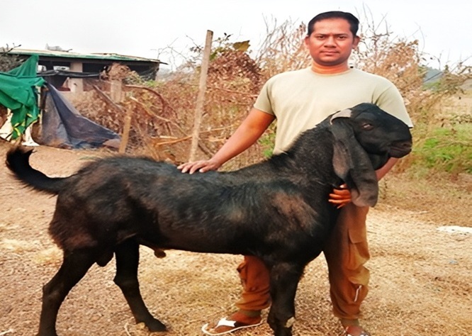 🐐 1 बकरी से 110 बकरियों तक का सफर | छत्तीसगढ़ के विशेसर यादव की सफल बकरी पालन कहानी