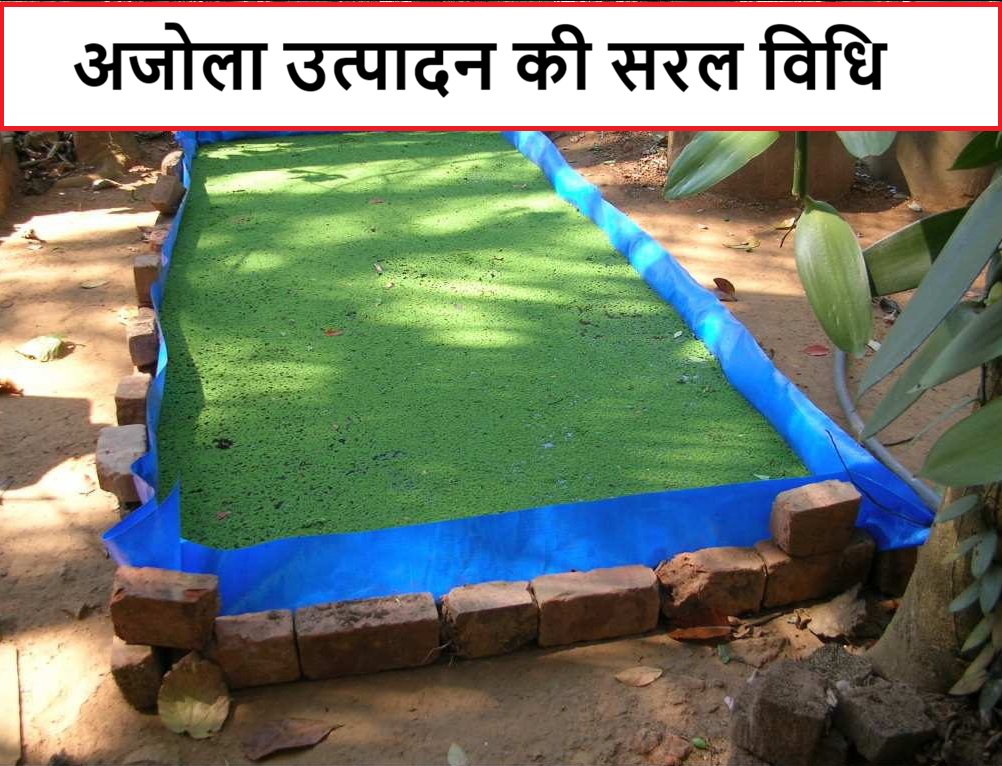 अजोला को घर पर आसानी से उगाया जा सकता है।